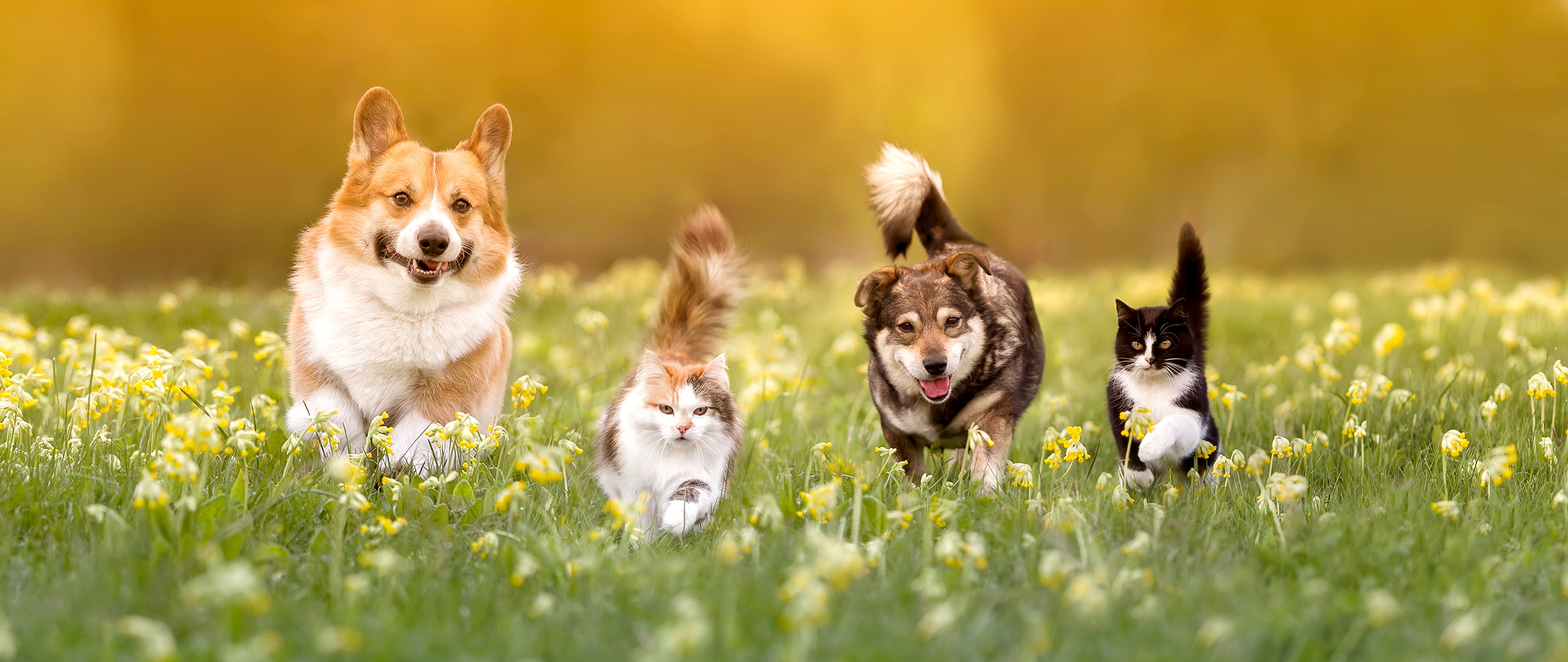 ipo-banner-eigenmarken5